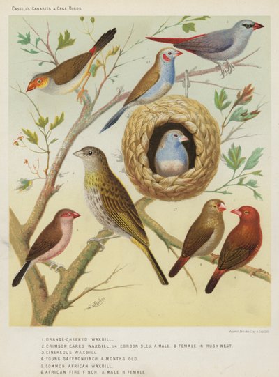 Oranje-wang Waxbill, Karmozijn Oor Waxbill of Cordon Bleu, Mannetje, Vrouwtje in Rietnest, Asgrauwe Waxbill, Jonge Saffraanvink 4 Maanden Oud, Gewone Afrikaanse Waxbill, Afrikaanse Vuurvink, Mannetje, Vrouwtje door European School